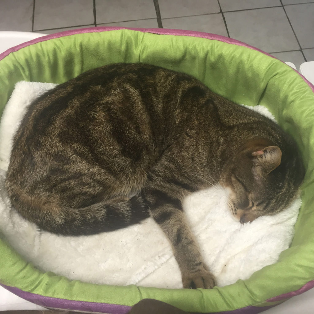 Fake Travel News - Rome, Video Games, Cats