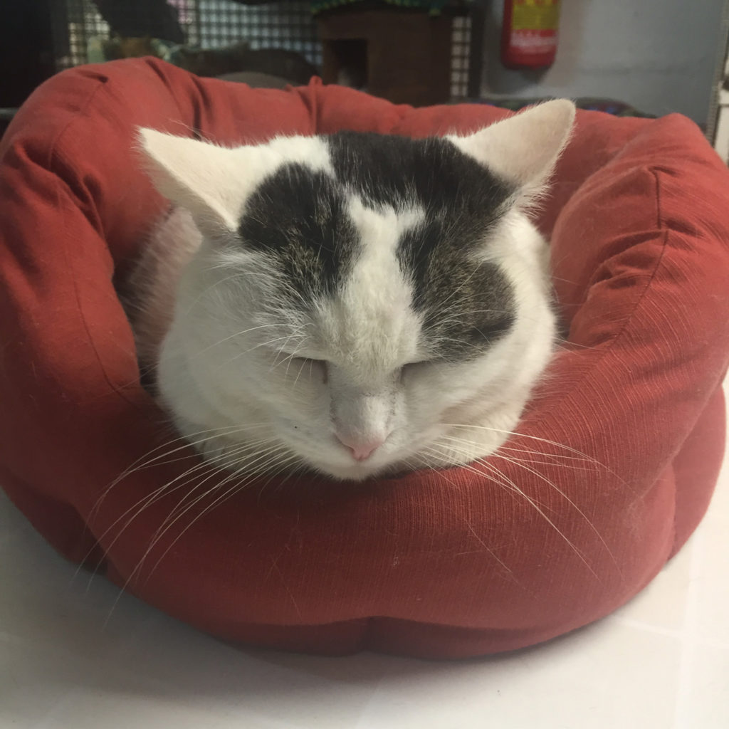 Fake Travel News - Rome, Video Games, Cats